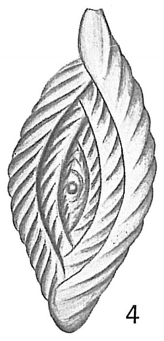 Spiroloculina antillarum