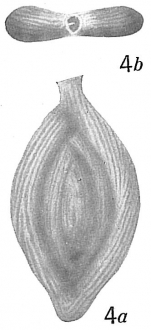 Spiroloculina antillarum