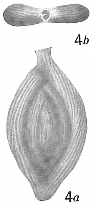 Spiroloculina antillarum Spiroloculina antillarum