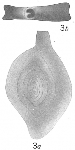 Spiroloculina canaliculata