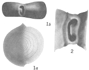Spiroloculina circularis