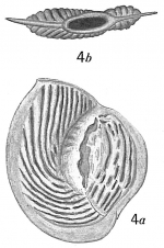 Spiroloculina convexiuscula