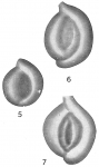 Chromista - Foraminifera (foraminifers)