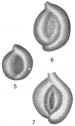 Spiroloculina costifera plena