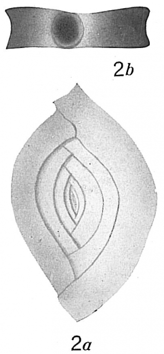 Spiroloculina depressa Spiroloculina depressa