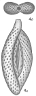 Spiroloculina elegans
