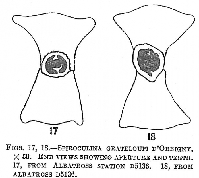 Spiroloculina grateloupi