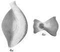 Chromista - Foraminifera (foraminifers)