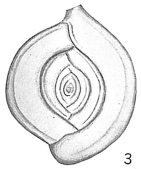 Spiroloculina orbis