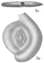 Spiroloculina planissima