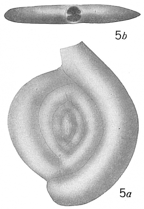 Spiroloculina planissima