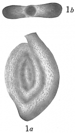 Spiroloculina scrobiculata