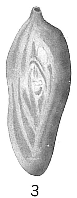 Spiroloculina tenuimargo Spiroloculina tenuimargo
