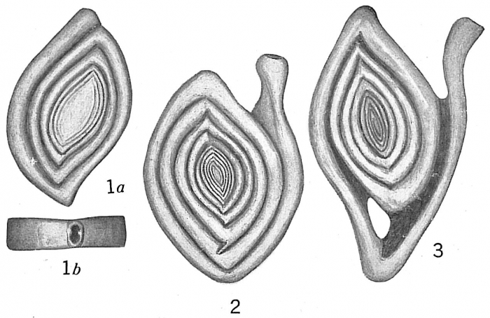 Spiroloculina tenuiseptata