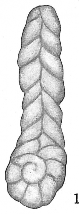 Spiroplecta bulbosa