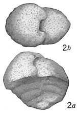 Textularia abbreviata