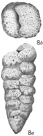 Textularia agglutinans