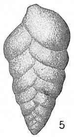 Textularia catenata