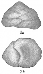 Textularia conica