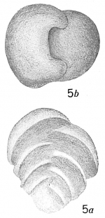 Textularia excavata