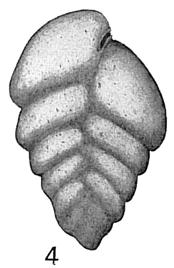 Textularia flintii