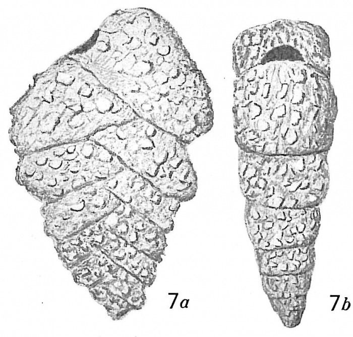 Textularia foliacea