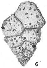 Textularia haueri