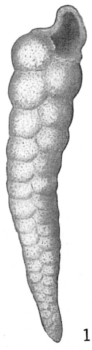 Textularia porrecta Textularia porrecta