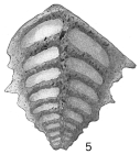 Textularia pseudocarinata
