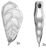 Textularia quadrilatera