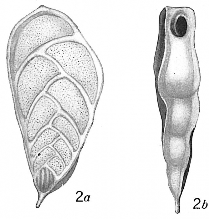 Textularia quadrilatera