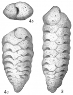 Textularia rugosa