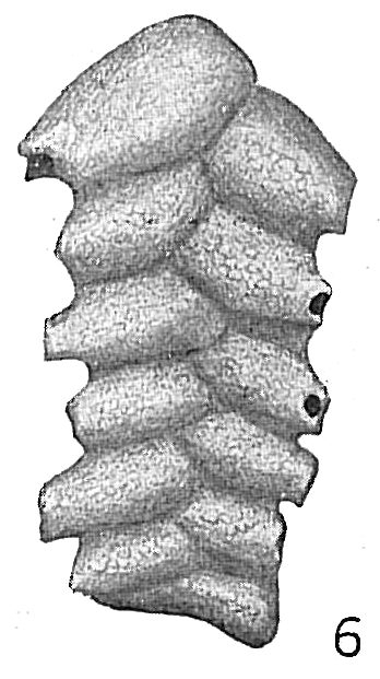 Textularia sagittula fistulosa Textularia sagittula fistulosa