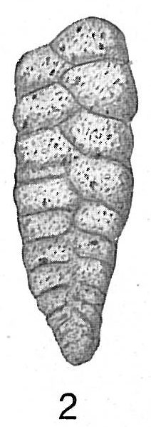 Textularia sagittula