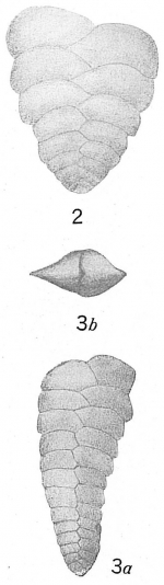 Textularia semialata