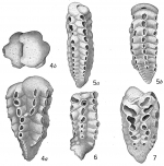 Textularia siphonifera