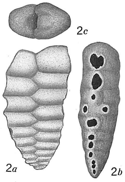 Textularia transversaria Textularia transversaria