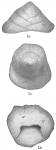 Textularia trochus sensu Brady (1884) not d'Orbigny, 1840 (Cretaceous) = Sahulia barkeri