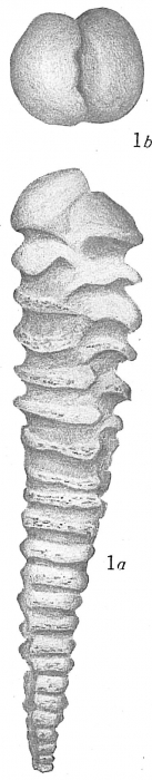 Textularia vertebralis