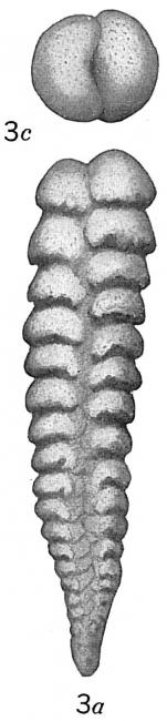 Textularia vertebralis