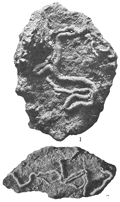 Tolypammina vagans Tolypammina vagans