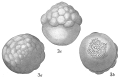 Chromista - Foraminifera (foraminifers)