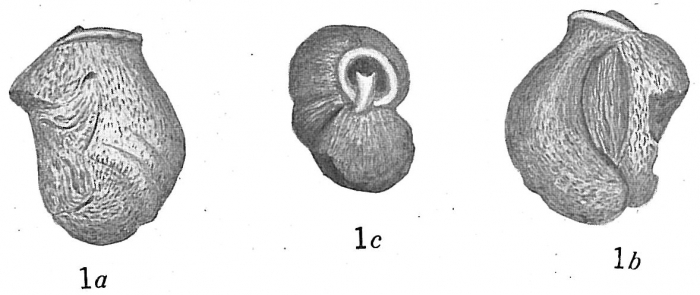 Triloculina cuneata incisa