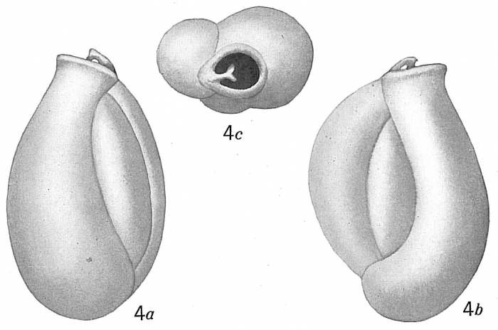 Triloculina cuneata