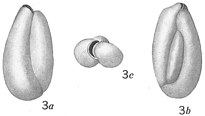 Triloculina oblonga sensu Cushman (1921) - ?Triloculinella obliquinodus Riccio, 1950
