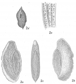 Triloculina rupertiana