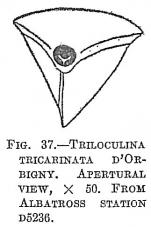 Triloculina tricarinata