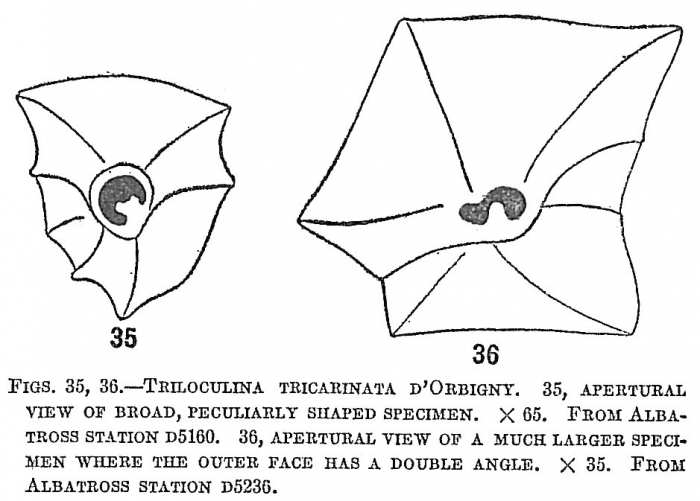 Triloculina tricarinata