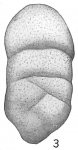 Tritaxia indiscreta