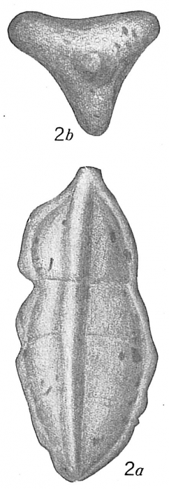 Tritaxia tricarinata